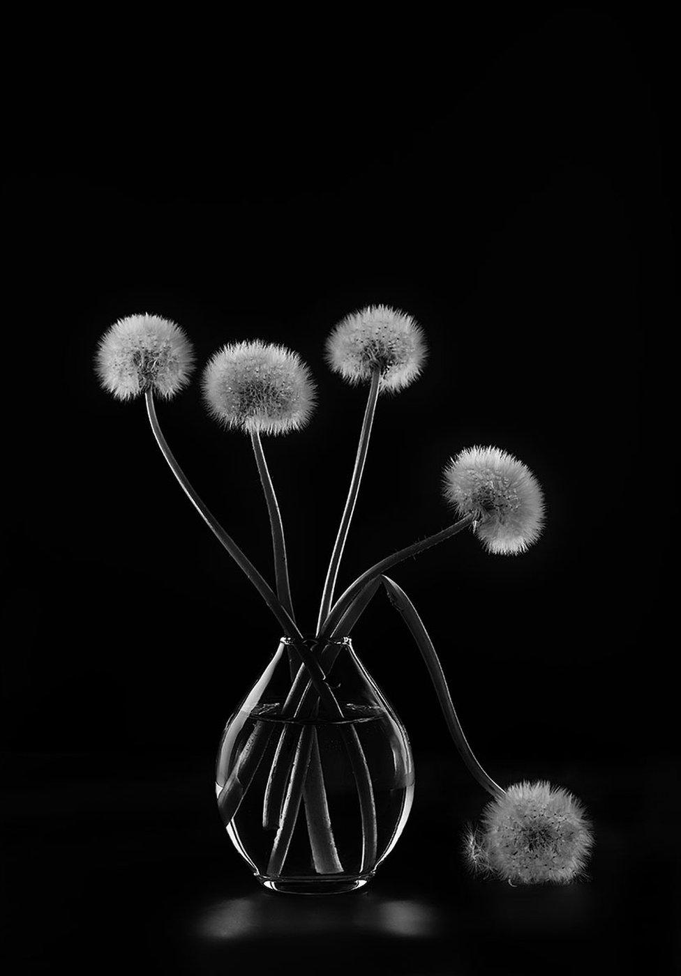 Dandelions in a glass vase