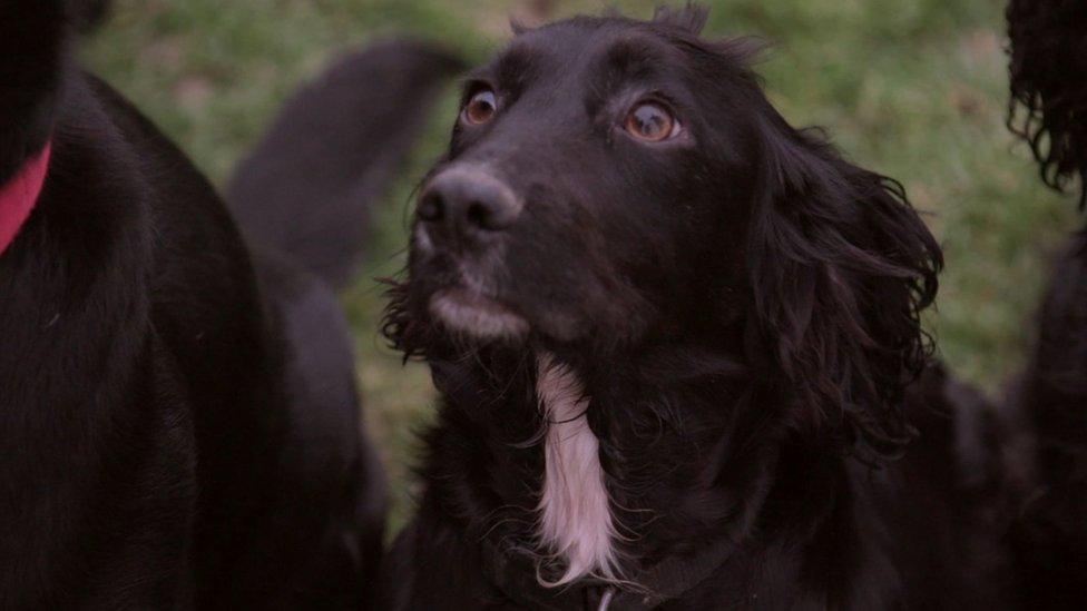 Springer Spaniel