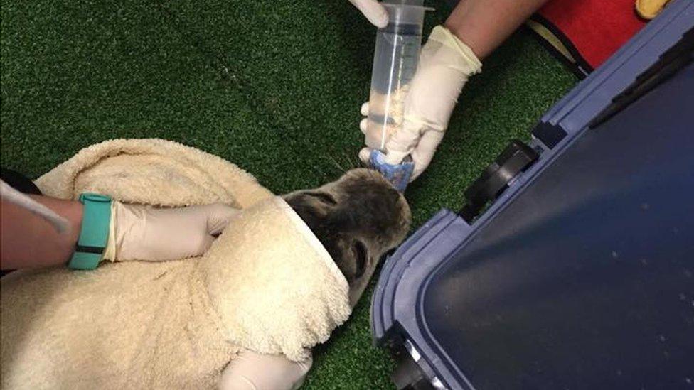 Rescued seal