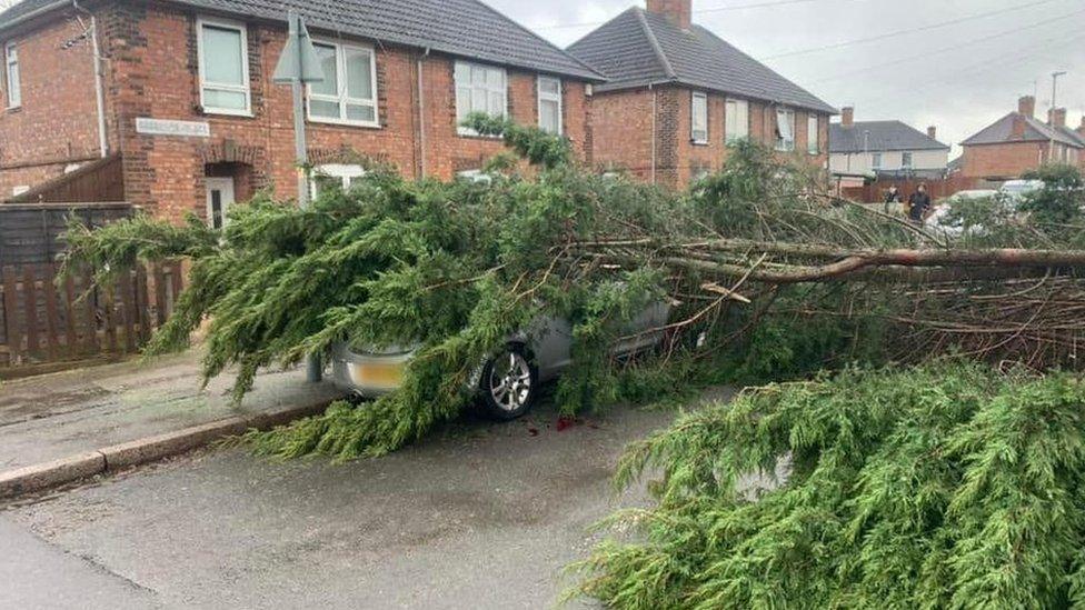 Tree on car in Leicester