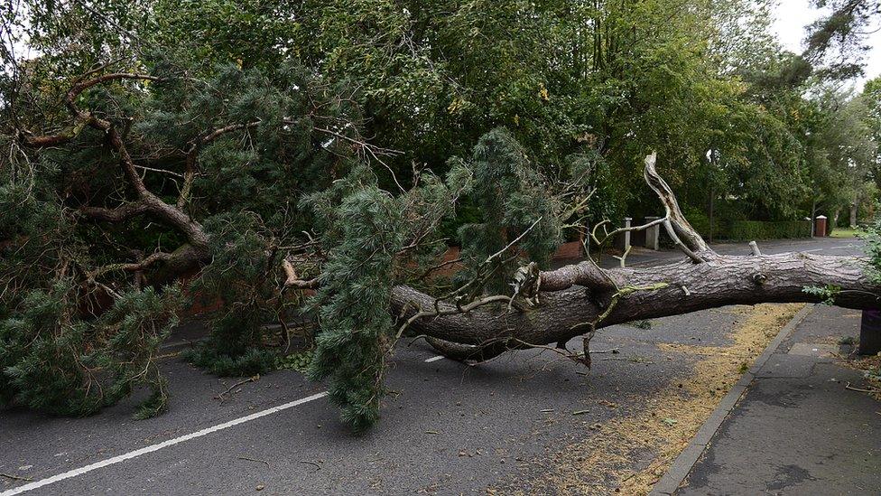 This huge tree was no match for Ali