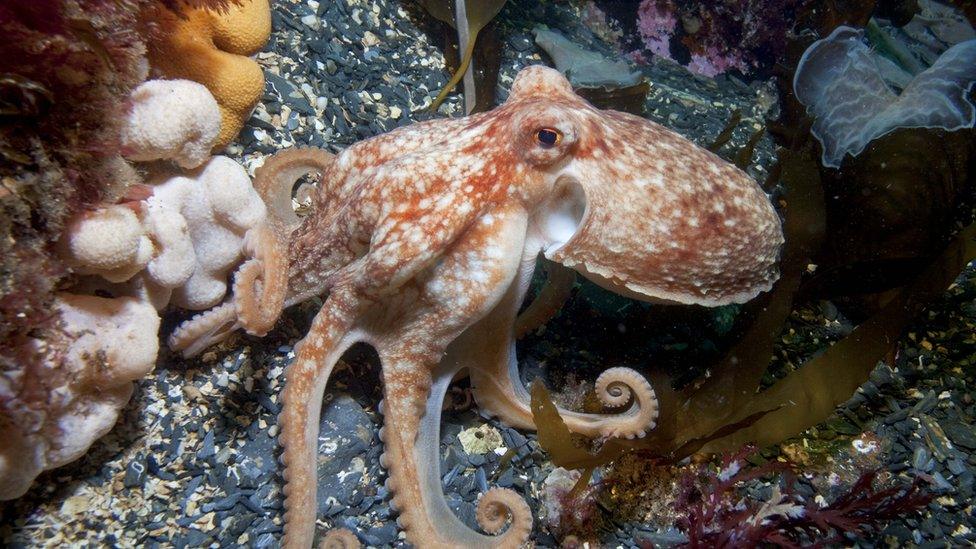 Octopus