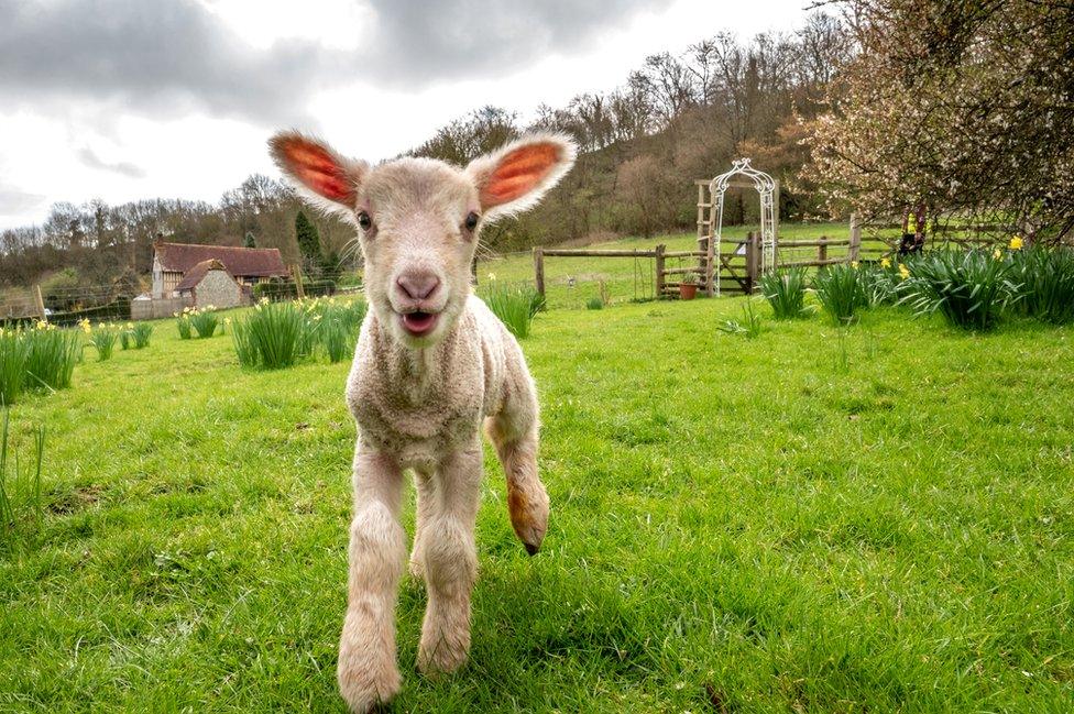 A day-old lamb exploring new surroundings on the vernal equinox, considered the first day of spring, on 20 March 2019 at Coombes Farm in Lancing, England.