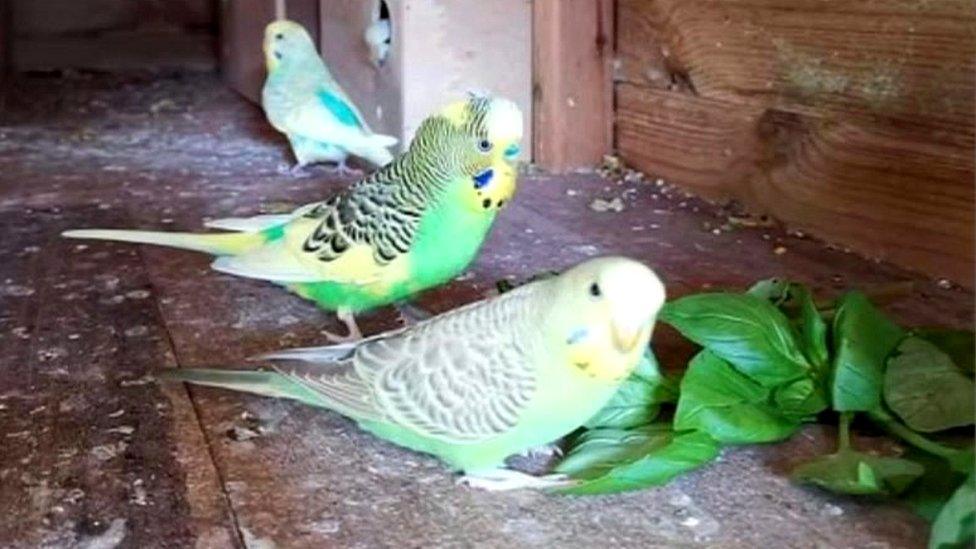 Budgerigars in aviary at Brentry Primary School