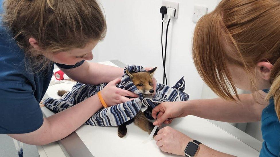 Two vets care for an injured fox