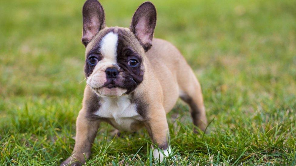 French bulldog