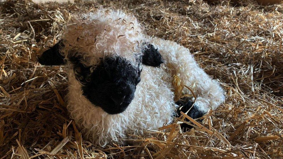 Valais Blacknose sheep