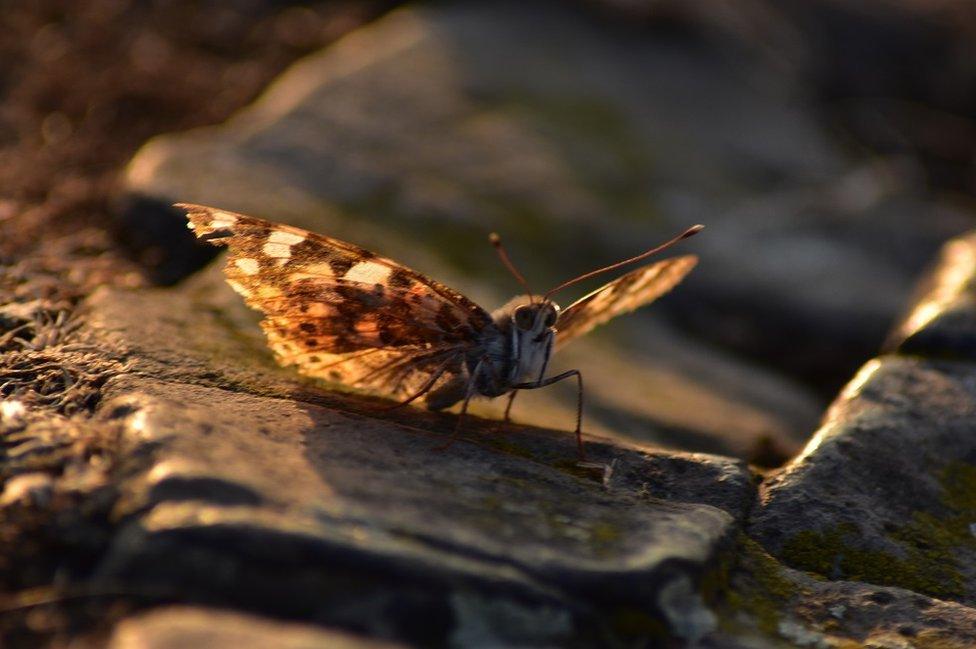 A moth lands on a stone