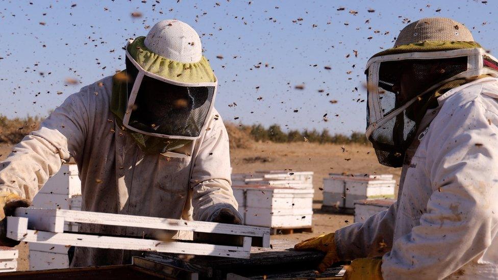 Californian beekeeper