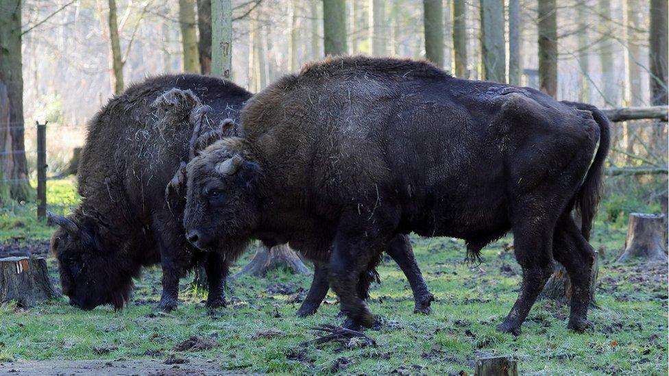 Bison are huge but peaceful animals, according to the experts