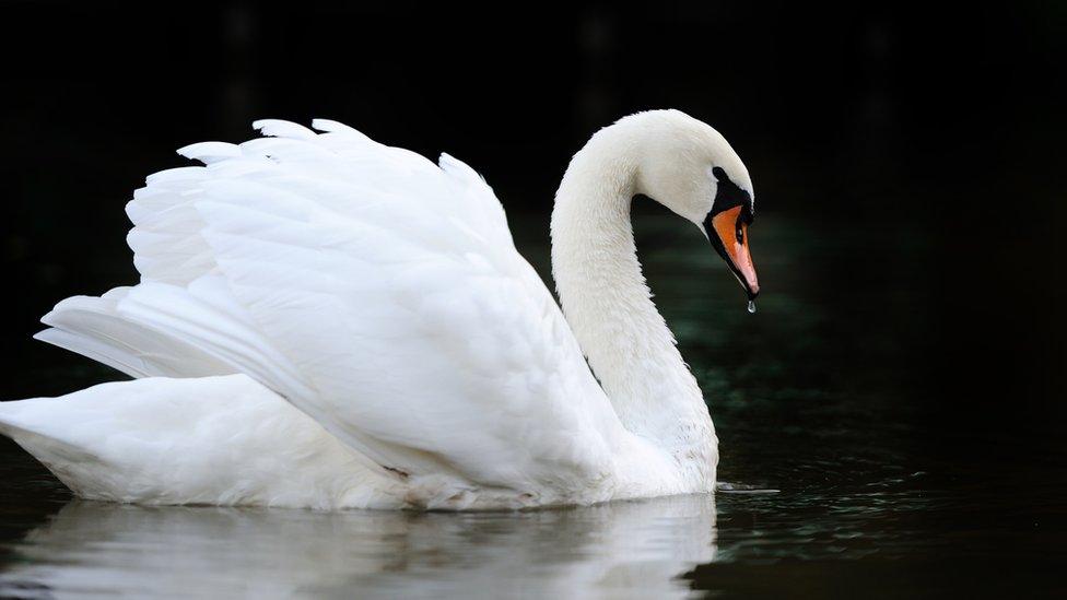 Swan