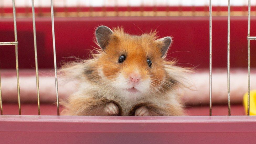 A hamster ina cage.