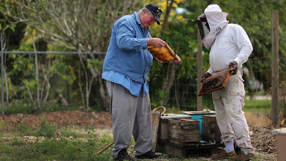 Beekeepers in Florida