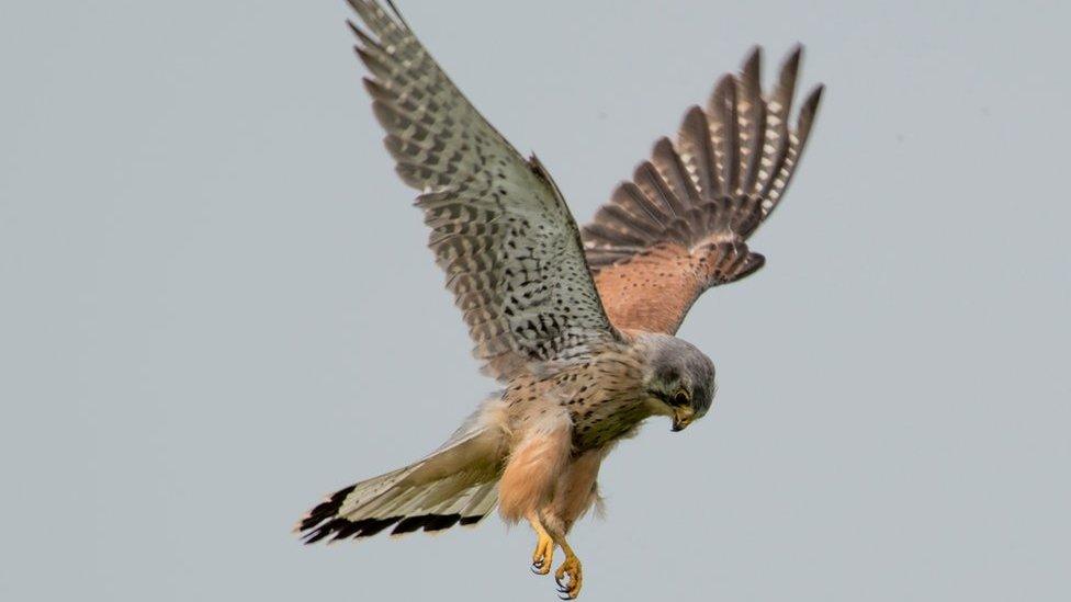 Kestrel