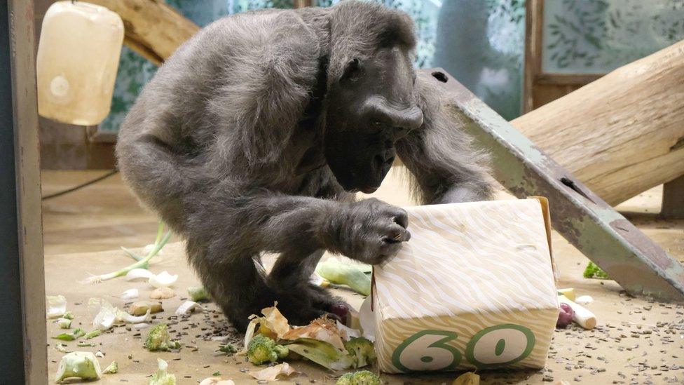 Delilah the gorilla opening her 60th birthday box