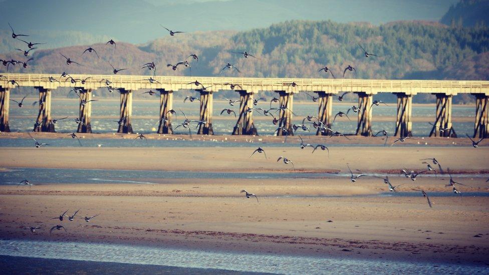 birds over Barmouth estuary