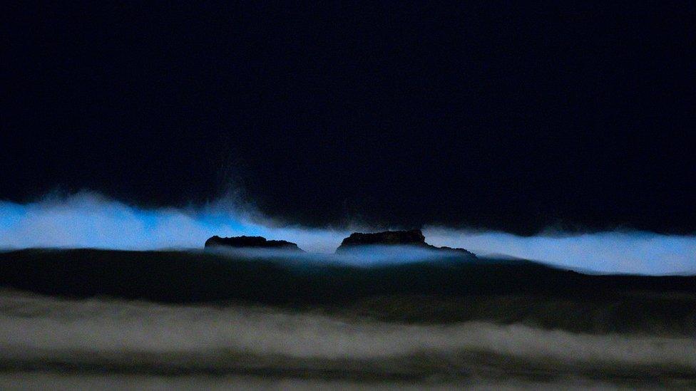 These ghostly waves were shot by Antonella Wilby, a PhD student in San Diego who regularly posts marine life pictures on her Instagram @aaaaaantonella