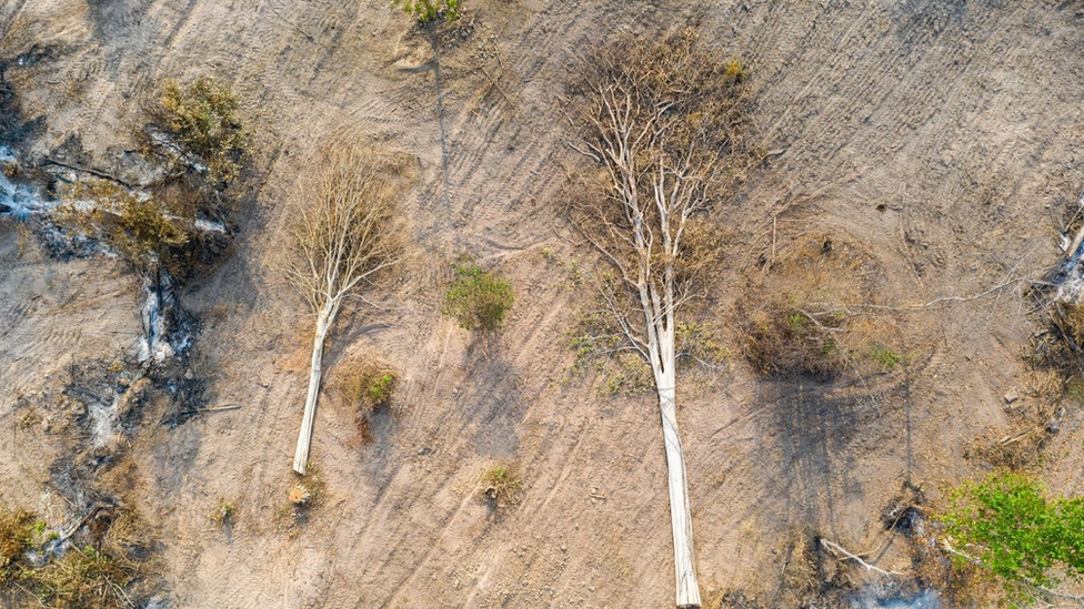 Cambodia's Last Forests - trees that have been cut down.