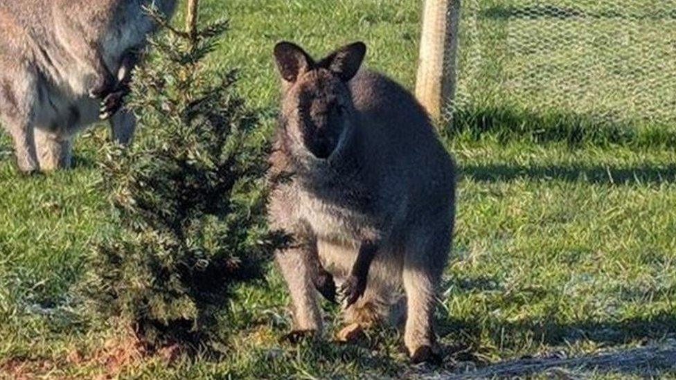 Wes the wallaby at Greendale Farm Shop