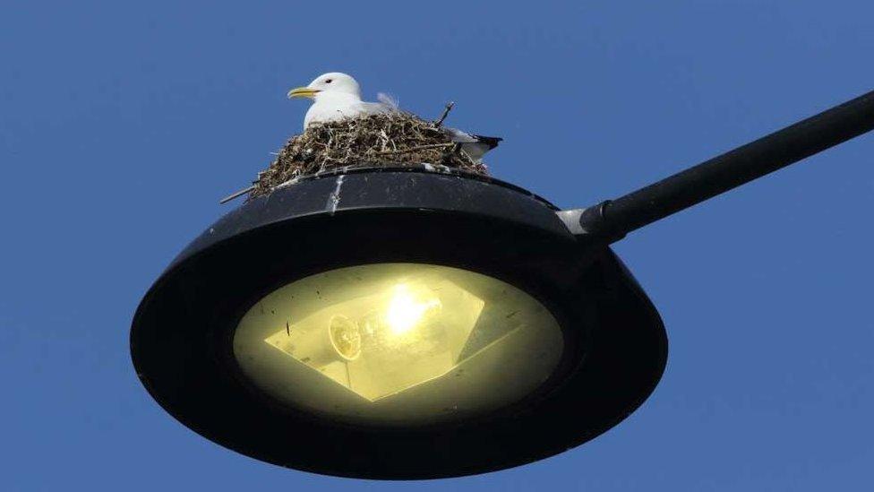 Nest on a street light