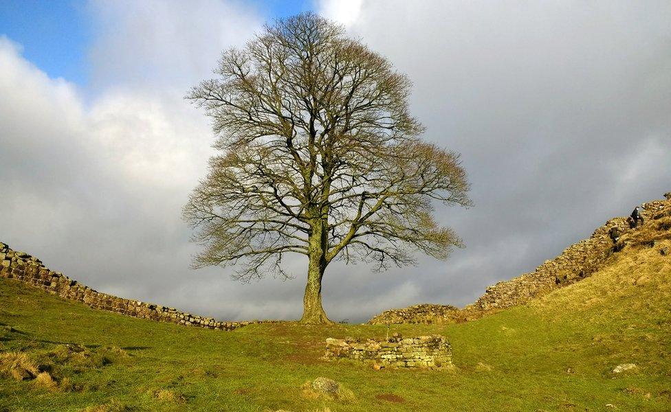 Sycamore gap tree on Hadrian's Wall