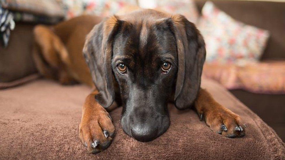 Dog-on-sofa.