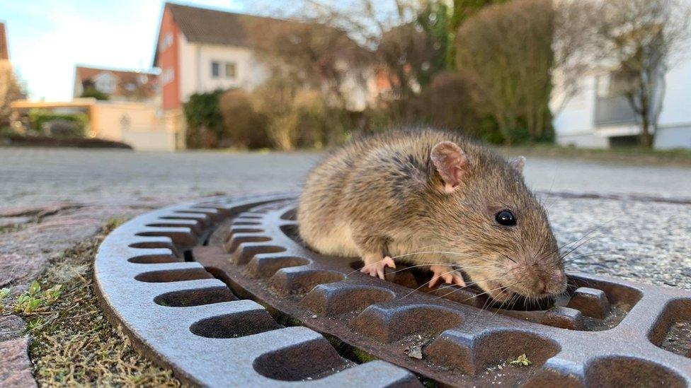 A side view of the rat while it tries to pull itself free from a ventilation hole - and its belly spilling over the sides around the middle