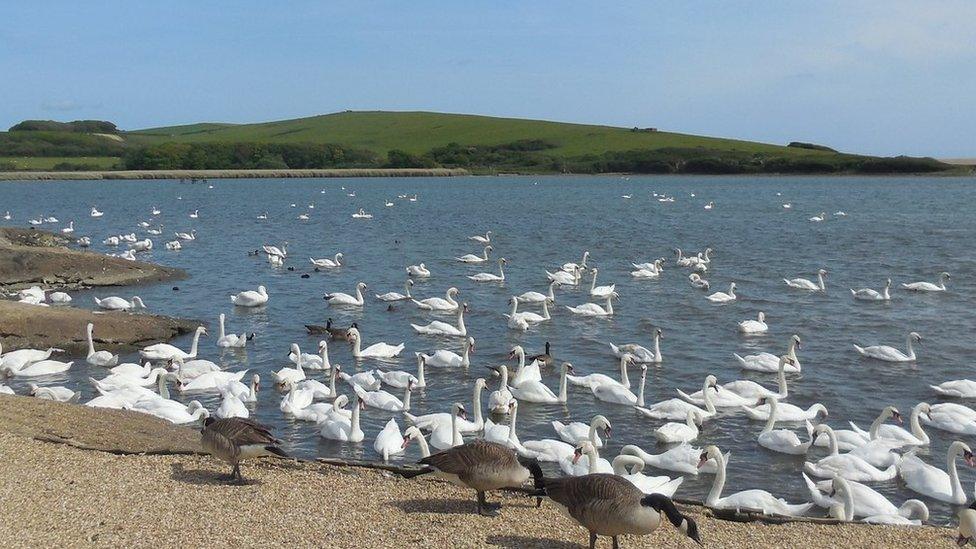 Abbotsbury Swannery