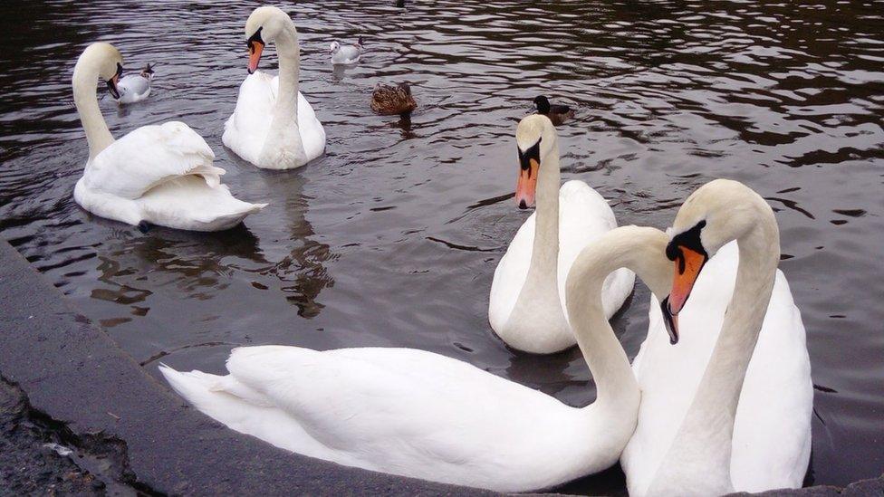 Helston swans