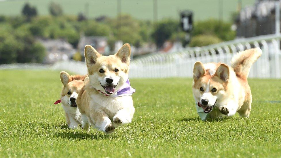 Musselburgh corgi race