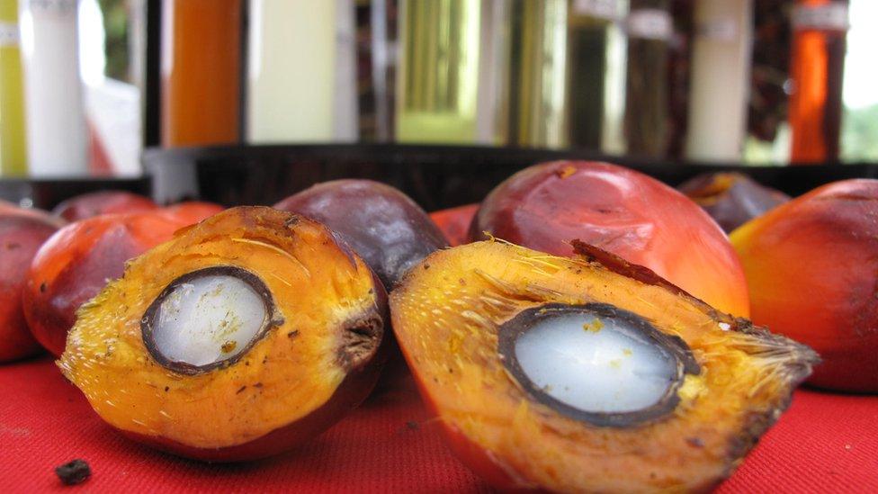 Oil palm fruit