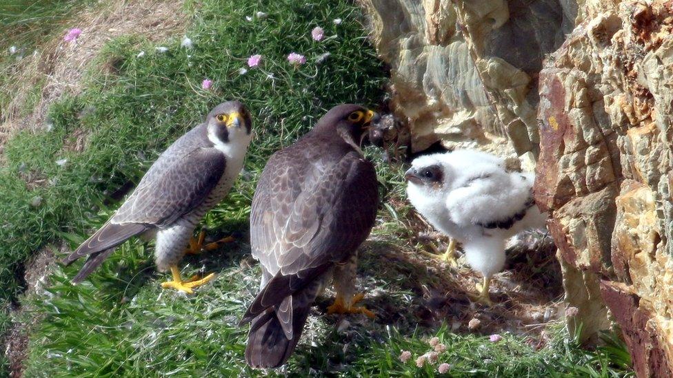 Peregrine falcons