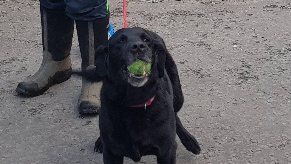 Shelley the Labrador