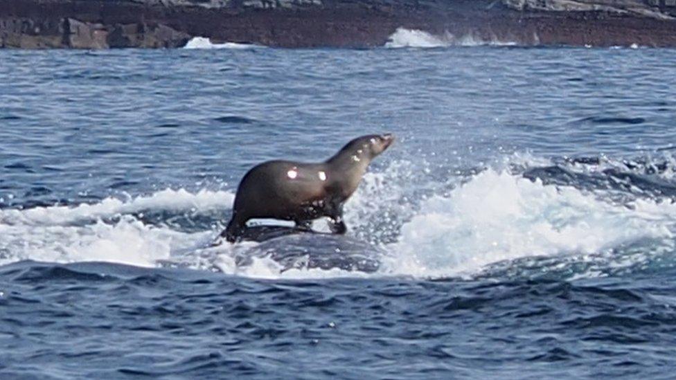 Photograph of seal riding whale in Australia