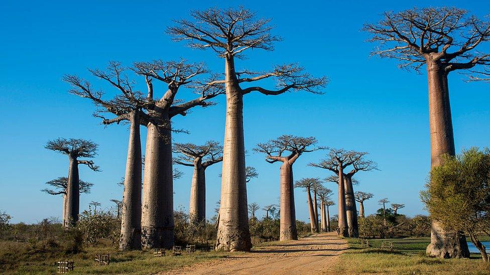 Baobab-trees.