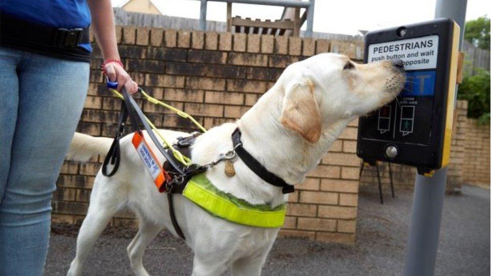 Guide dog at pelican crossing