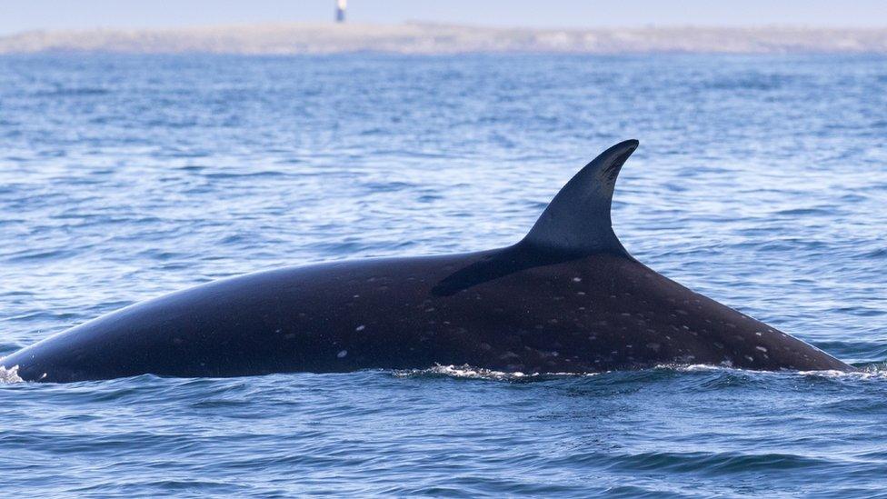 Sei Whales