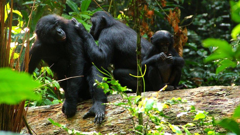 bonobo family perched on a log