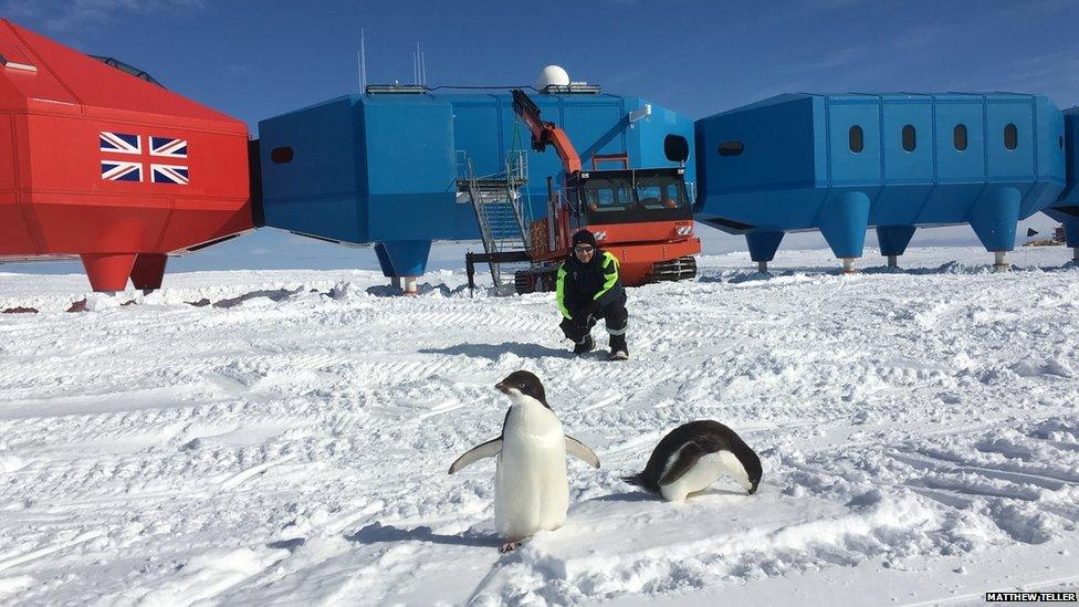 Penguins and Peter Gibbs in foreground. Halley behind.