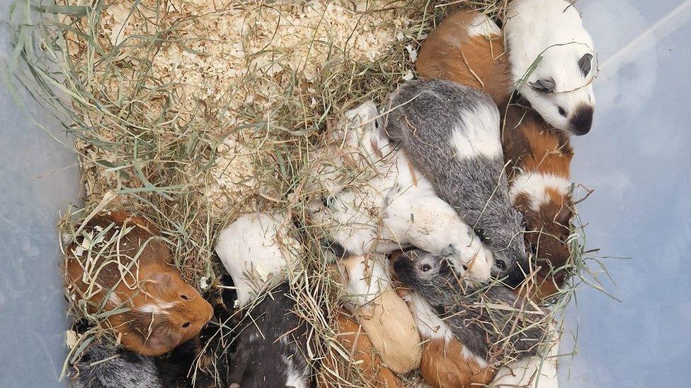 Abandoned guinea pigs