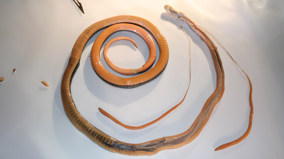 Preserved long-glanded blue coral snake in a museum in Singapore