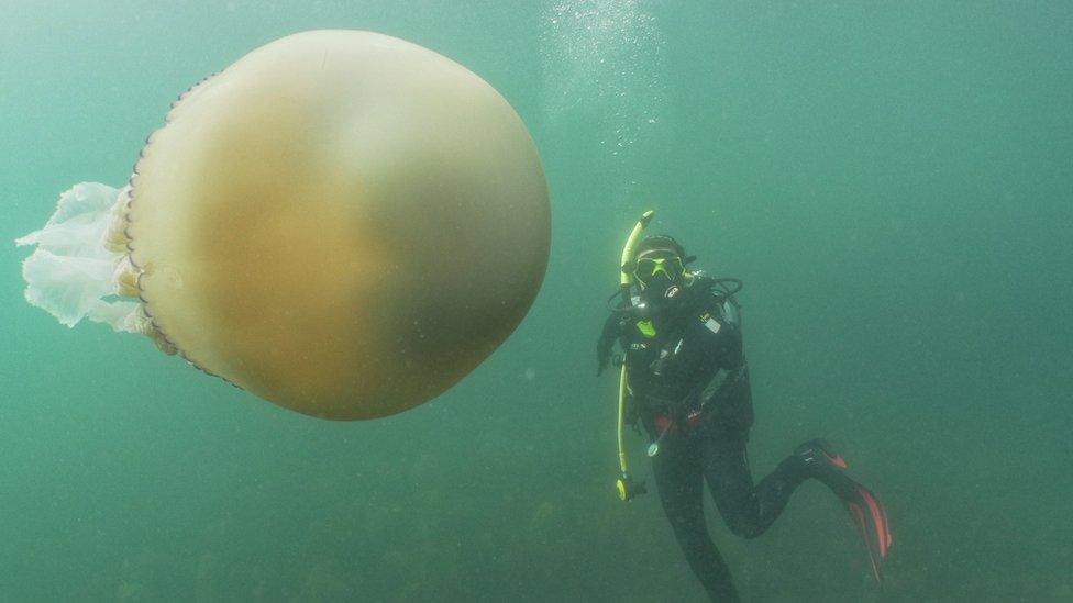 Jellyfish and scuba diver