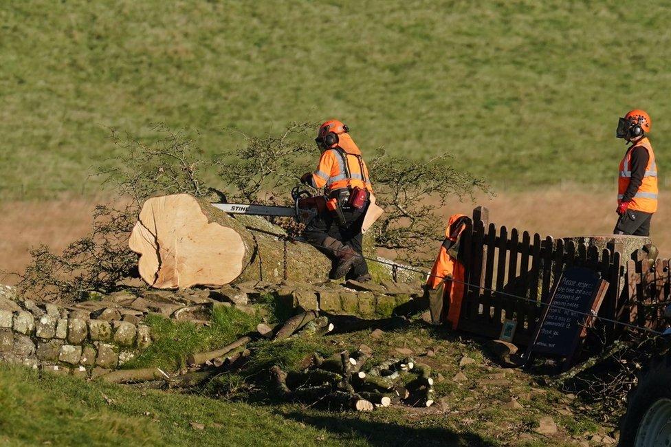 People with chainsaws chopping up the tree