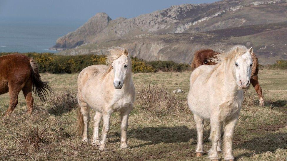 Welsh Mountain Ponies