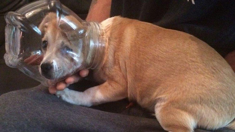 Puppy gets head stuck in biscuit jar in Southampton - BBC News