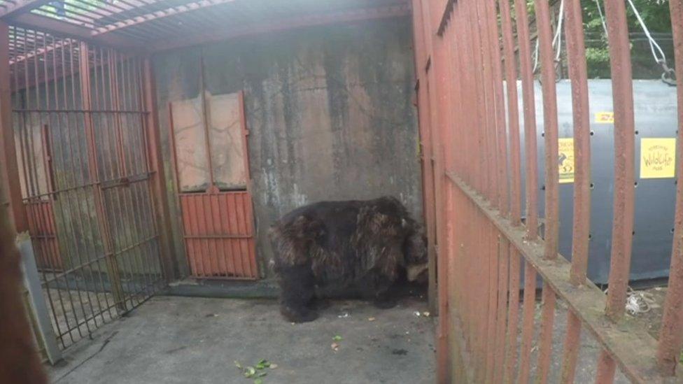 Brown bear in cage