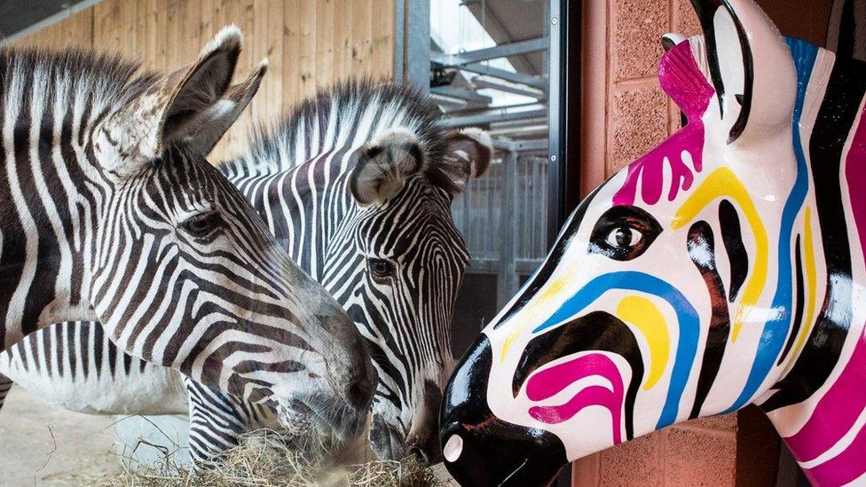 Gilbert the zebra sculpture with two real zebras at Marwell