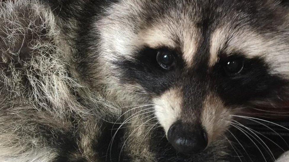 Racoon found on rooftop