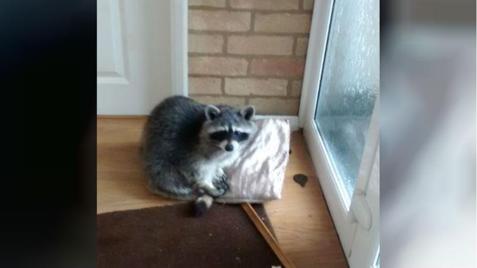 Raccoon in house