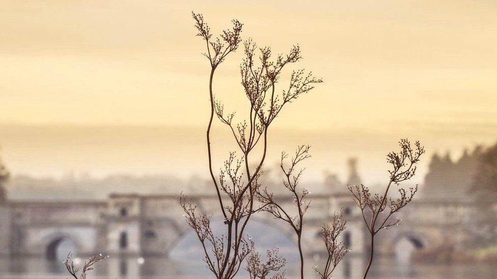 A view of the bridge at Blenheim Palace with plant life in the foreground